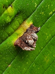 Colopha ulmicola