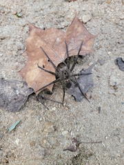 Dolomedes vittatus