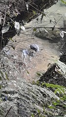 Hymenolaimus malacorhynchos