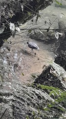 Hymenolaimus malacorhynchos