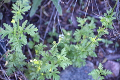 Conoclinium dissectum