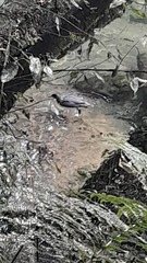 Hymenolaimus malacorhynchos