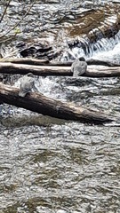 Hymenolaimus malacorhynchos