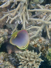 Chaetodon baronessa