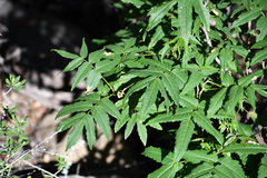 Ungnadia speciosa