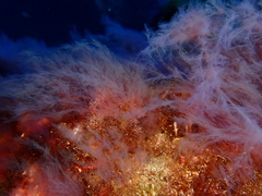 Lophocladia