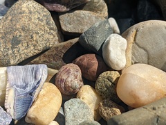 Eurytrochus strangei