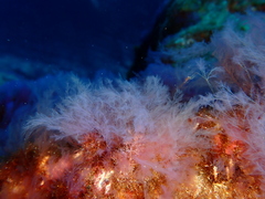 Lophocladia