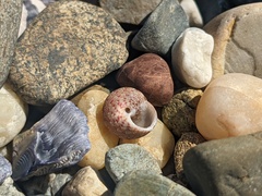 Eurytrochus strangei