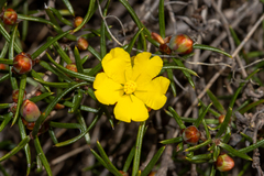Hibbertia exasperata