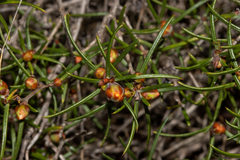 Hibbertia exasperata