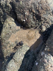 Anthopleura elegantissima