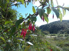 Fuchsia regia