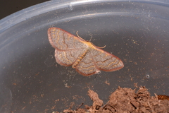 Leptostales pannaria