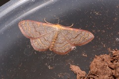 Leptostales pannaria