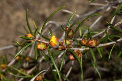 Hibbertia exasperata