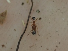Pheidole