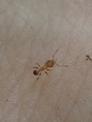 Pheidole