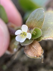Bacopa rotundifolia