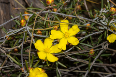 Hibbertia exasperata