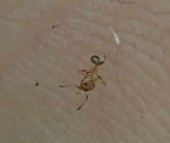 Pheidole