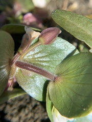 Bacopa rotundifolia