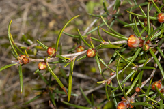 Hibbertia exasperata