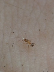 Pheidole