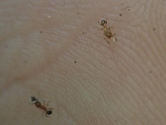 Pheidole
