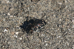 Cicindela oregona