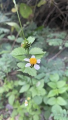 Bidens odorata