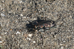 Cicindela oregona