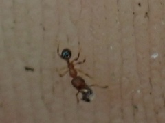 Pheidole
