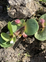 Bacopa rotundifolia