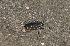 Cicindela oregona
