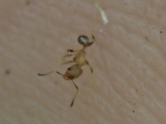 Pheidole