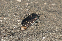 Cicindela oregona