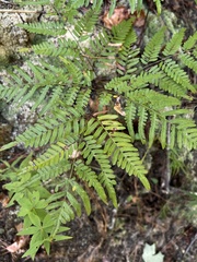Pteridium aquilinum pseudocaudatum