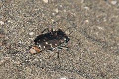 Cicindela oregona