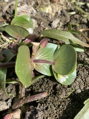 Bacopa rotundifolia