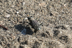 Cicindela oregona