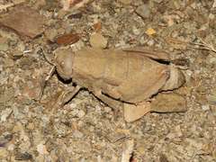 Trachypetrella anderssonii