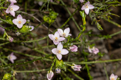 Cyanothamnus coerulescens