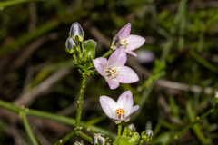 Cyanothamnus coerulescens