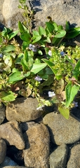 Veronica anagallis-aquatica