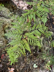 Pteridium aquilinum pseudocaudatum