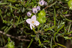 Cyanothamnus coerulescens