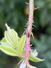 Aphis craccivora