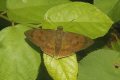 Typhedanus ampyx