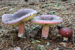 Russula xerampelina